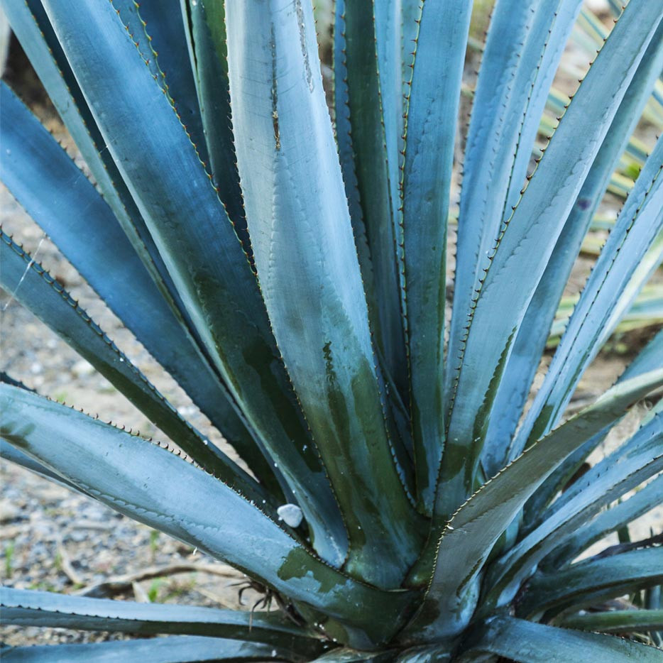 C.P.R. Blueagave