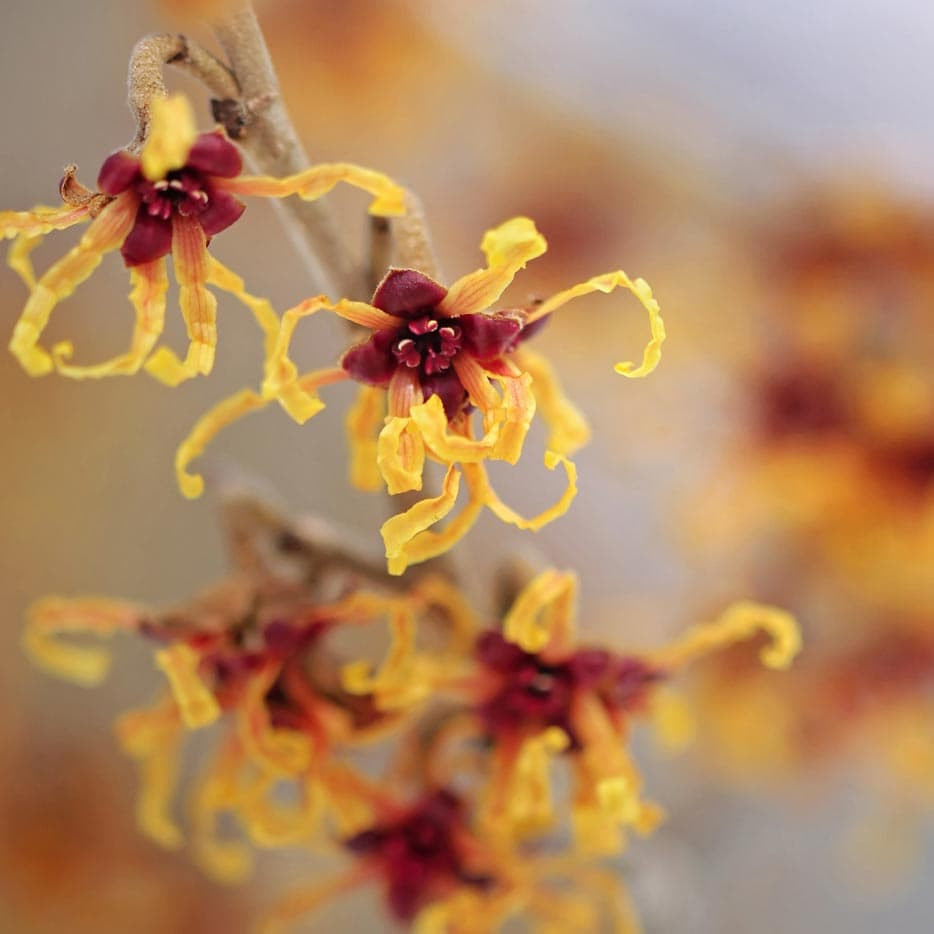 MYSTIC - Witchhazel